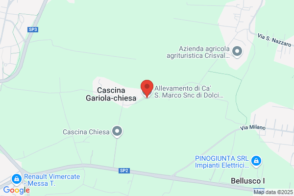 Cane francesco
