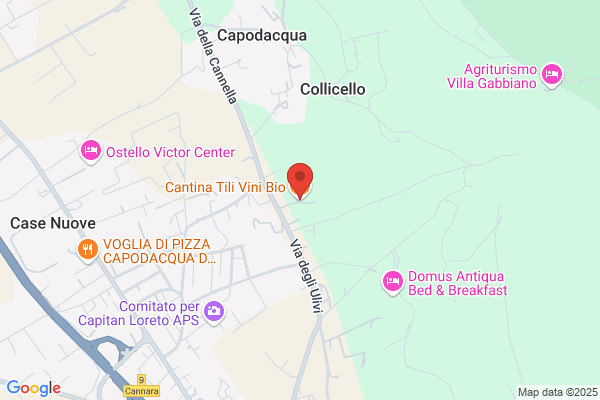 Tili carolina