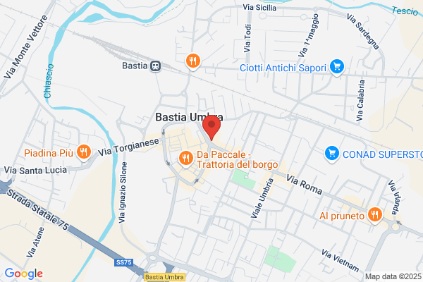 Susta adelaide (Dr.)