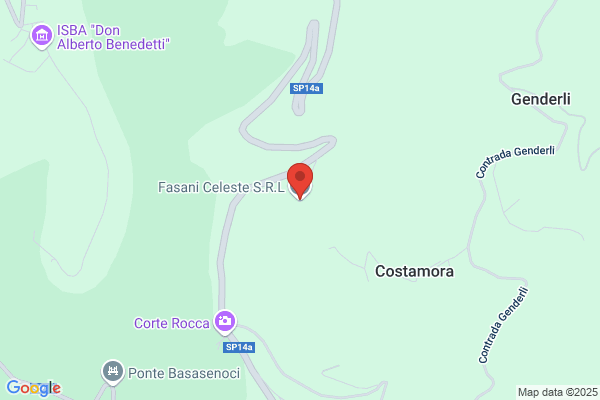 Fasani Celeste