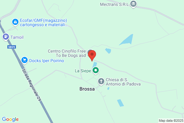 Lido Dog'S
