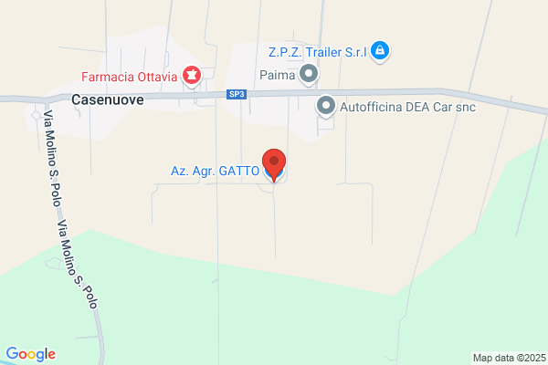Gatto Paolo