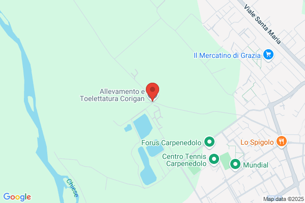 Toelettatura Corigan