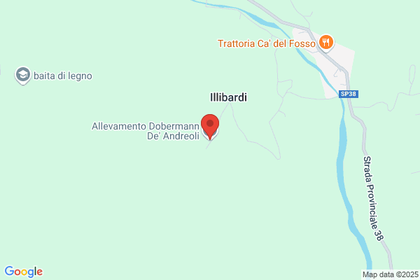 Allevamento Dobermann e Basset Hound De' Andreoli