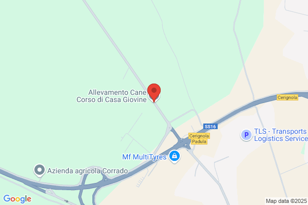Allevamento cane Corso Casa Giovine