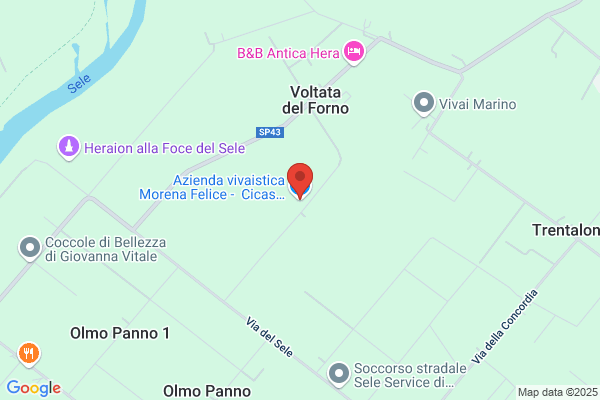 Azienda vivaistica Morena Felice - Cicas, Cocos, Ingrosso piante da Orto