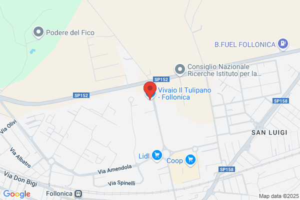 Tudino francesco