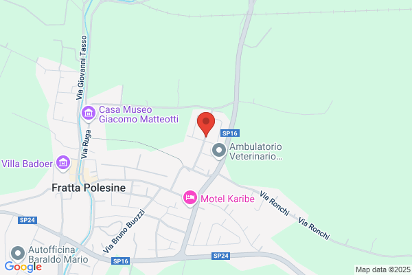 Mazzocco eraclio (Geom.)