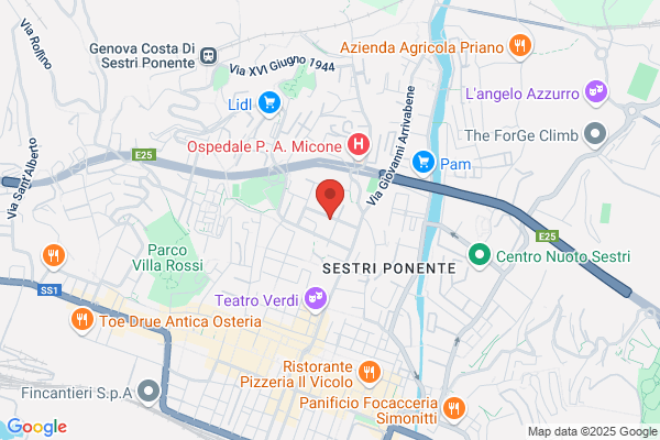 Pivetta cristina (Dr.)
