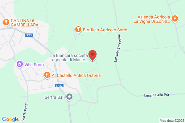 Maule angiolino