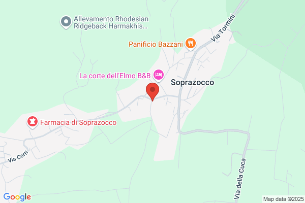 Bussi liviano