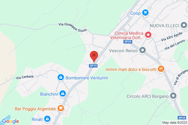 Lisi audino (Geom.)