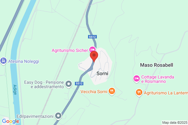 Pisoni dennis (Arch.)