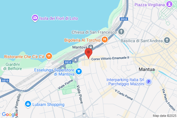 Spagna lelio (Dr.)