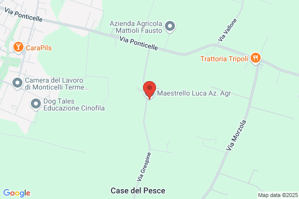 Lucarelli ottorino