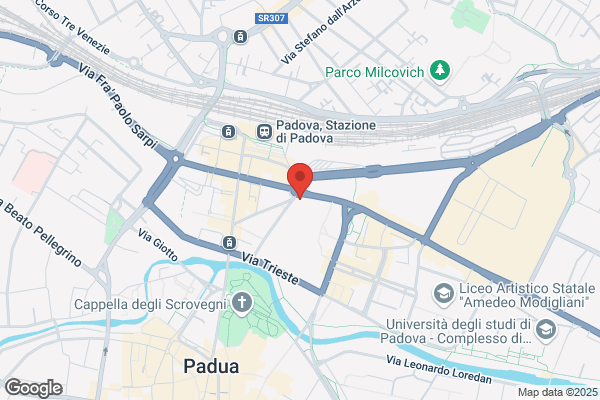 Scutari masino (Dr.)