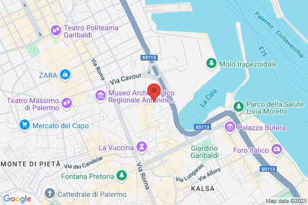 Laudicella marina (Dr.)