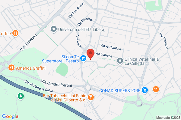 Sinapi silvano (Dr.)