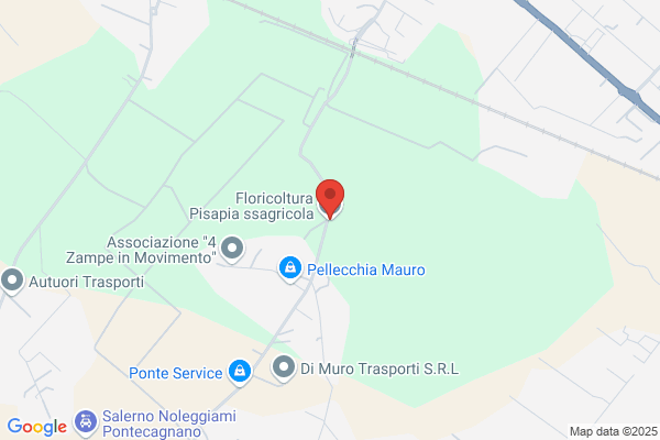 Pisapia lucio