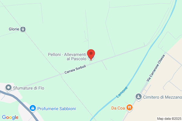 Pelloni adamo