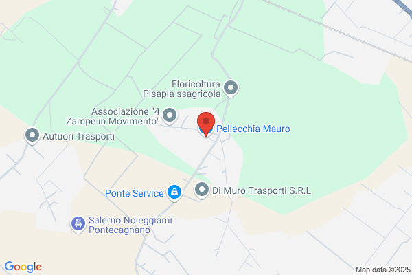 Pellecchia pino