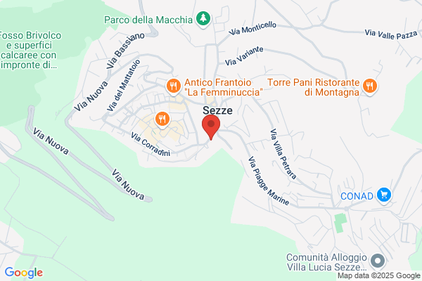 Pacilli amelia (Dr.)