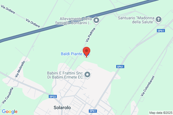 Baldi Piante