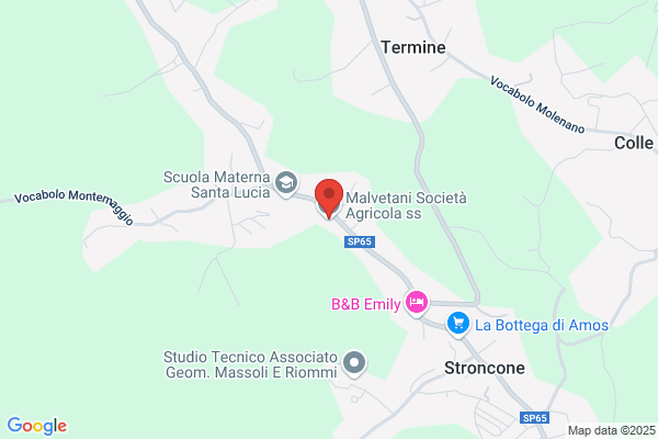 Malvetani terenzio (Dr.)
