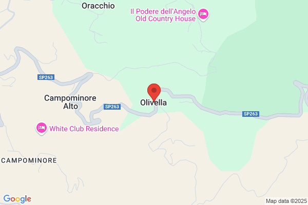 Olivella umberto (Geom.)