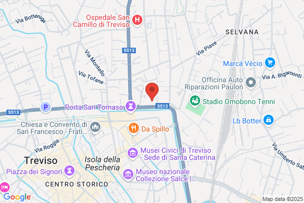 Pecile paola (Rag.)