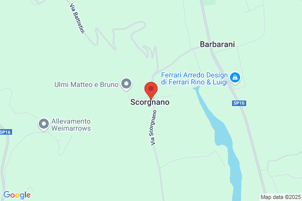 Ulmi bruno