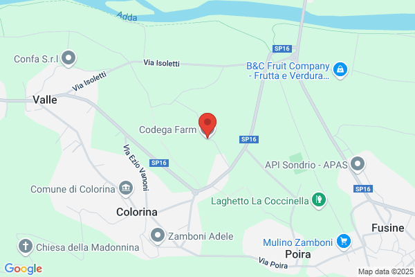 Giko Codega Giacinto