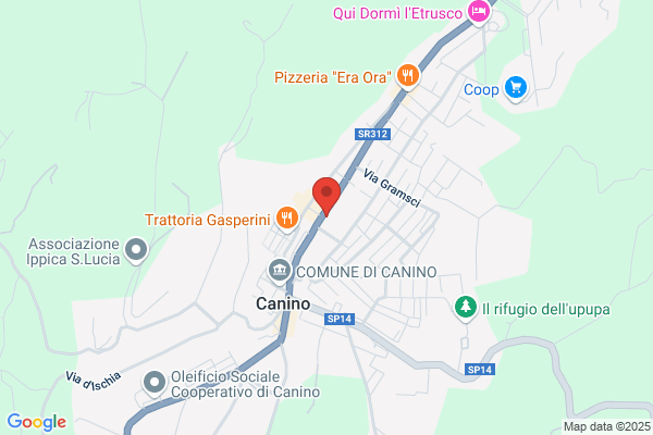 Starnini bruno