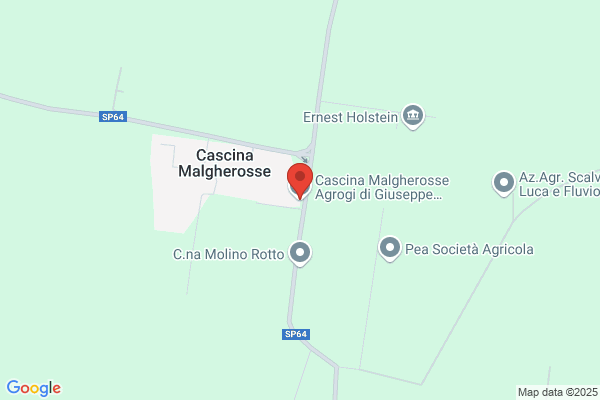 Ruggeri genesio (Geom.)